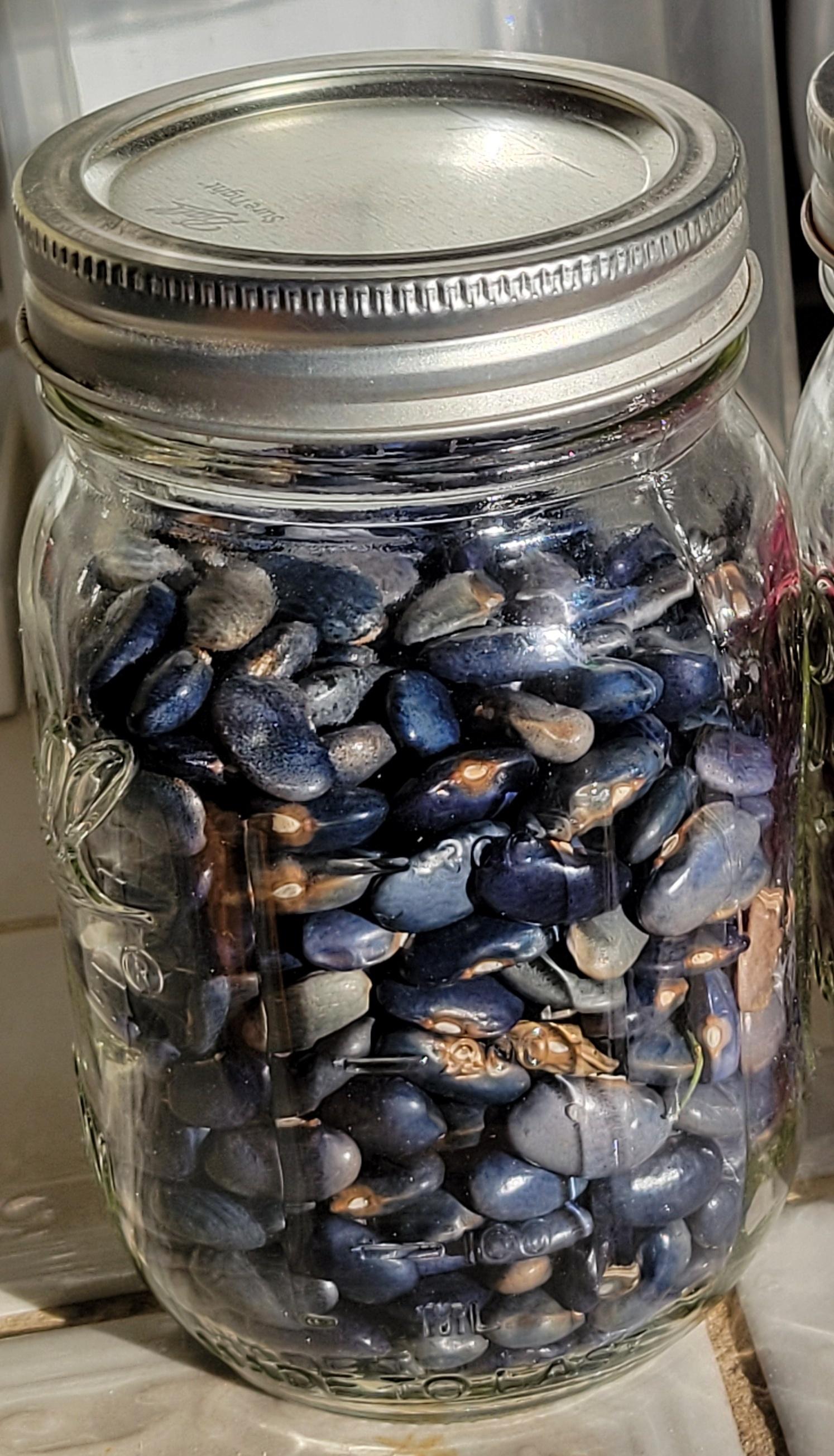 Pint jar filled with blue dry beans.