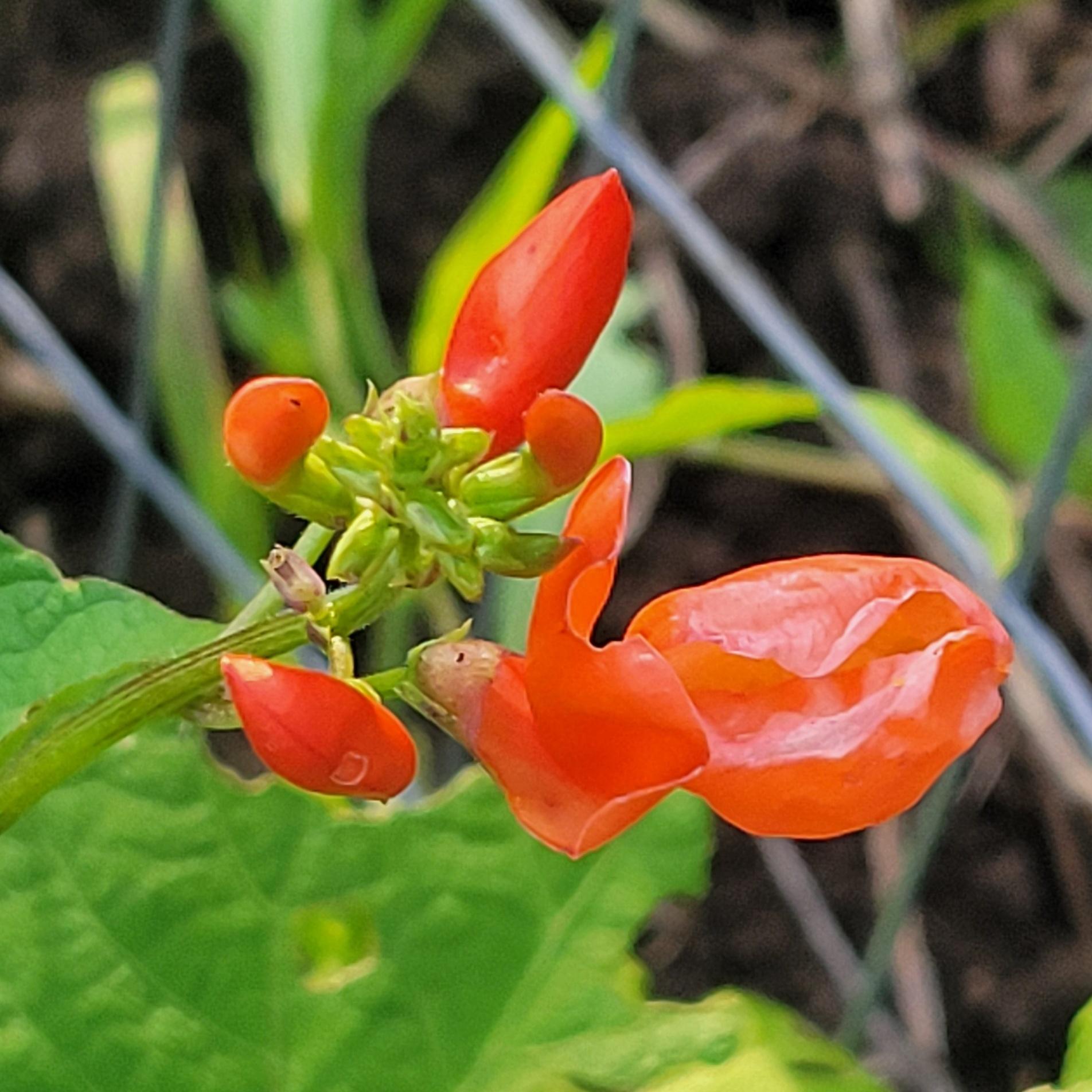 Close view of a cluster of bright red flowers on a runner bean (Phaseolus coccineus) vine.