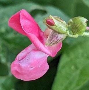 Hot-pink or bright magenta colored bean flower.