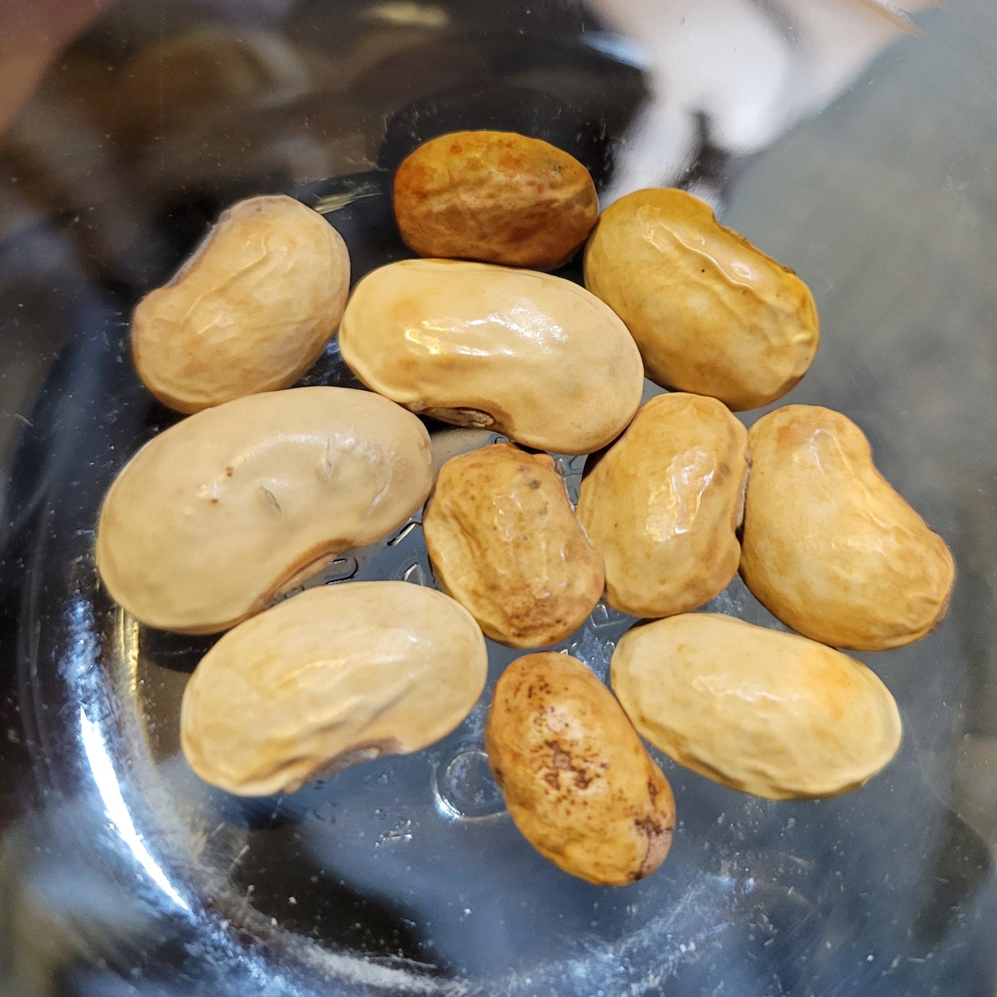 Cream-colored runner bean seeds.