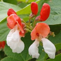 Bean flowers with bright red upper petals and white lower petals.
